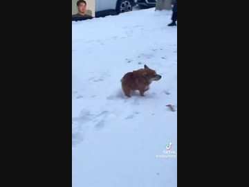 ホモと見るなんか短いイヌ