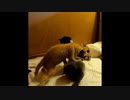 【ショート】粘土のようにこねる子猫