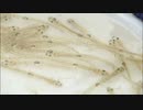 春を告げる「シロウオ漁」が存続の危機　２年連続の休漁は川と海の環境変化が要因か　