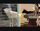 ANIMAL ZOONE