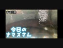 赤ちゃんなまず飼育日記 243日目
