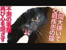 人間嫌いで心臓病の猫、不測の事態で再び心を閉ざす