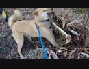 枯れ草のなかにいる