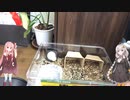 【#1】紲星あかりとエキゾチックアニマル生活【生体お迎え準備編】