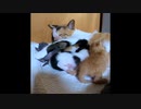 【ショート】母乳満タンにしてしまった子猫（末っ子の小暮、ペース配分を間違えました）