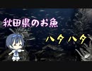 つづみの10秒おさかな解説#31 ハタハタ