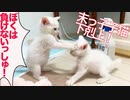 未熟な末っ子保護子猫、姉子猫に下剋上を仕掛ける