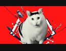 【音MAD】ルは？ 猫ミーム