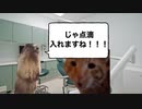 【猫ミーム】注射嫌いな私が人生で初めて親知らずを抜いた話