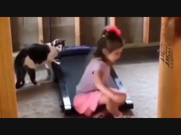 ホモと見る猫にルームランナーの使い方を教えるも先を越される幼女先輩