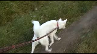 紀州犬の散歩旅16-3
