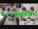 使わなくなったコップの再利用　植木鉢にします