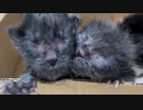 緊急預かりの赤ちゃん猫、9日の短い生涯を閉じる
