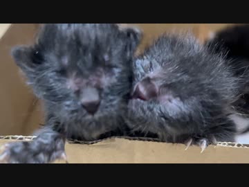 緊急預かりの赤ちゃん猫、9日の短い生涯を閉じる