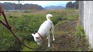 紀州犬の散歩旅17-1