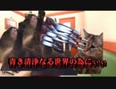 【ガンダムSEEDパロ】血のバレンタイン【猫ミーム・猫マニ】