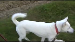 紀州犬の散歩旅17-2
