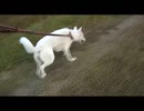 紀州犬の散歩旅17-3