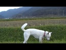 紀州犬の散歩旅17-4