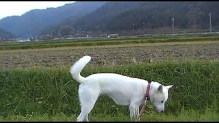 紀州犬の散歩旅17-4