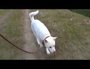 紀州犬の散歩旅17-7