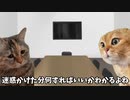 【寝坊編】ホモビデオ制作会社アルバイトの日常 #猫ミーム #猫マニ