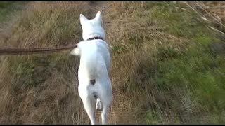 紀州犬の散歩旅18-1