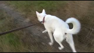 紀州犬の散歩旅18-2