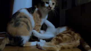 子育て中、姉猫の肩を組む妹猫がやさしい【子猫たちの舞台袖】