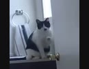 ホモと見るネコ総統閣下