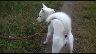 紀州犬の散歩旅19-1