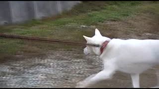 紀州犬の散歩旅20-1