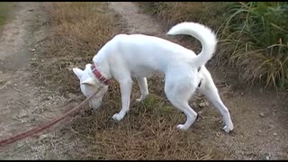 紀州犬の散歩旅20-2