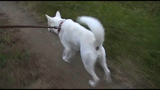 紀州犬の散歩旅20-3