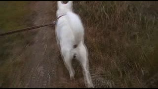 紀州犬の散歩旅20-4
