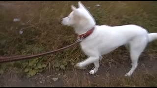 紀州犬の散歩旅20-5
