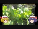 ゆっくり農民231京菜を育ててみませんか？#5