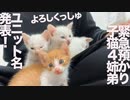 緊急預かり子猫姉弟、ユニット名決定！