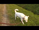 紀州犬の散歩旅22-6