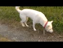 紀州犬の散歩旅22-7