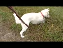 紀州犬の散歩旅22-8