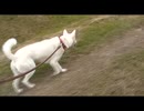紀州犬の散歩旅22-9