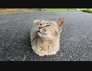 手足を全く見せない野良猫が可愛過ぎる