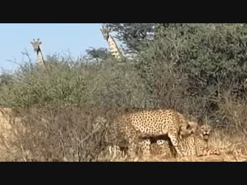 ホモと見るチーターの3Pを覗き見するキリン