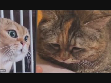 ホモと見るついに夢の共演を果たした例の猫