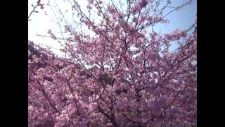 地元の河津桜祭り。