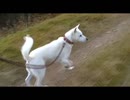 紀州犬の散歩旅23-2
