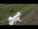 紀州犬の散歩旅24-7