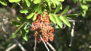 Texas Gulf Coast Red Berries
