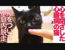 心を閉ざした心臓病の猫、家庭内脱走をする